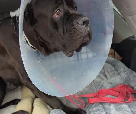 South Bellmore Veterinary Group