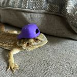 A & R Reptiles and Aquariums