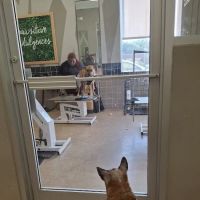 Petco ico