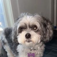 East Bay Veterinary Hospital ico