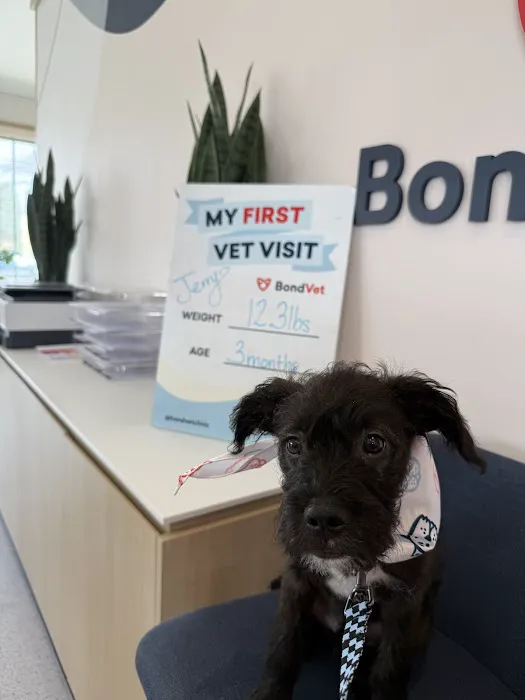 Bond Vet - Merrick Picture 1
