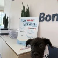 Bond Vet - Merrick ico