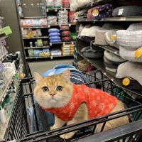 Petco ico