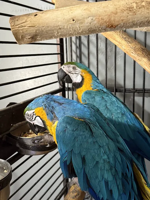 A&Serg Rehoming Birds Picture 4