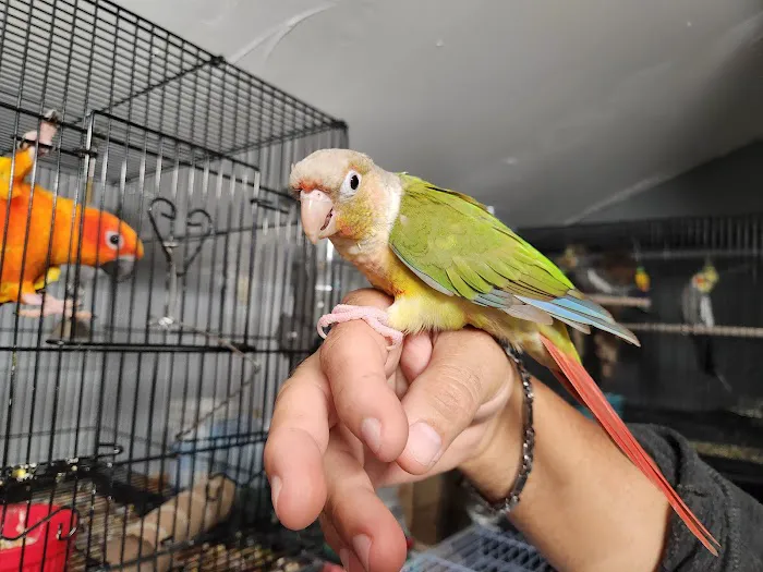 A&Serg Rehoming Birds Picture 1