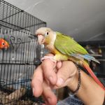 A&Serg Rehoming Birds