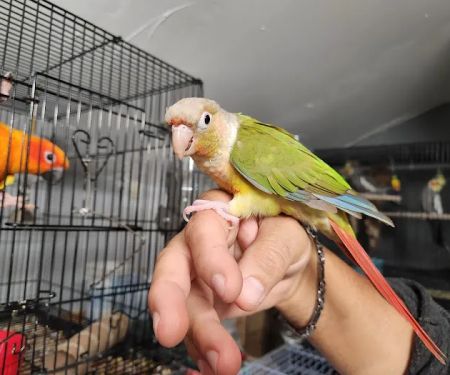 A&Serg Rehoming Birds