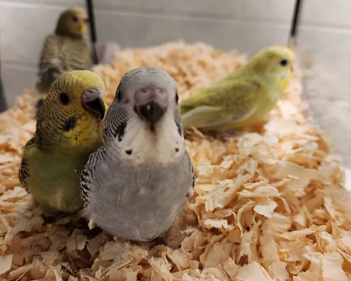 A&Serg Rehoming Birds Picture 2