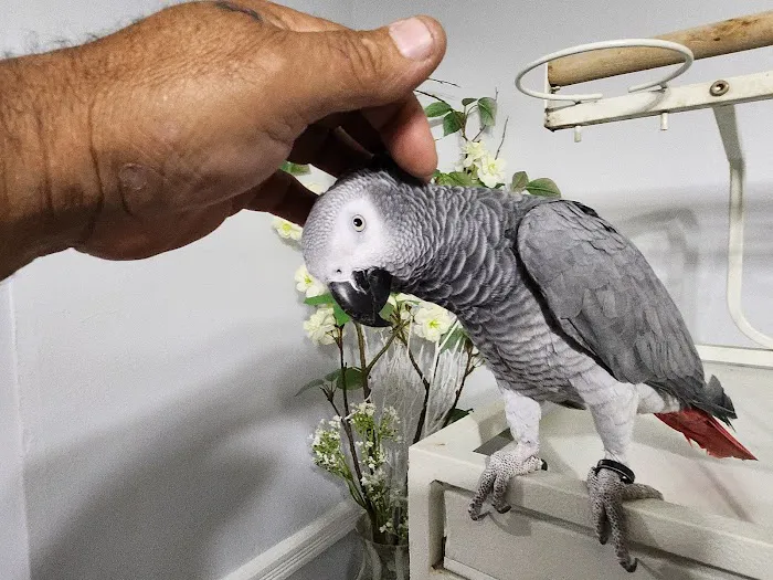 A&Serg Rehoming Birds Picture 6