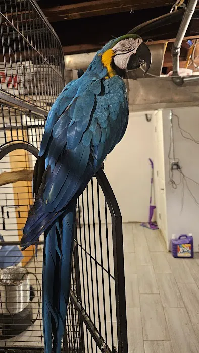A&Serg Rehoming Birds Picture 9