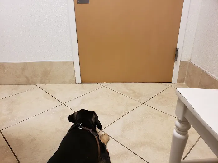 Companions Animal Hospital Picture 8