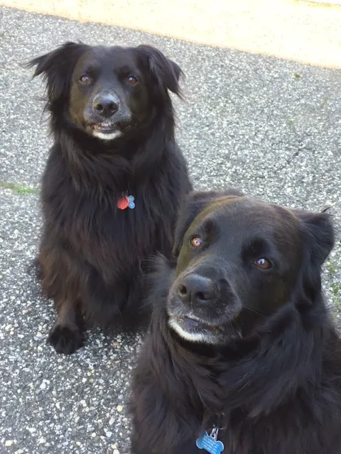 Companions Animal Hospital Picture 1