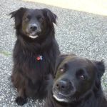 Companions Animal Hospital