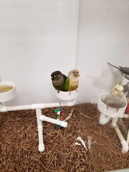 Bird Jungle Picture 4