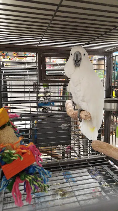 Bird Jungle Picture 6