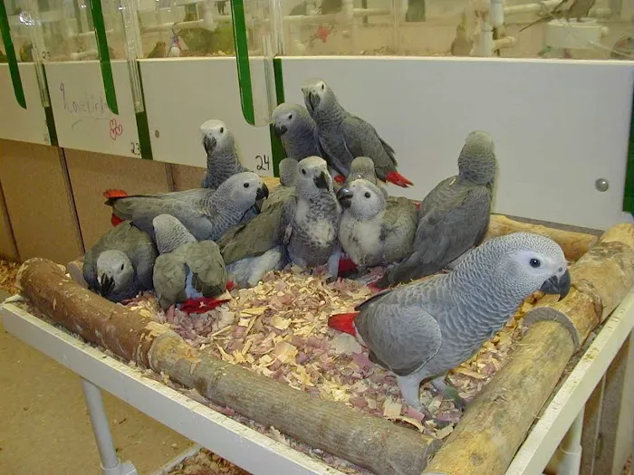Bird Jungle Picture 9