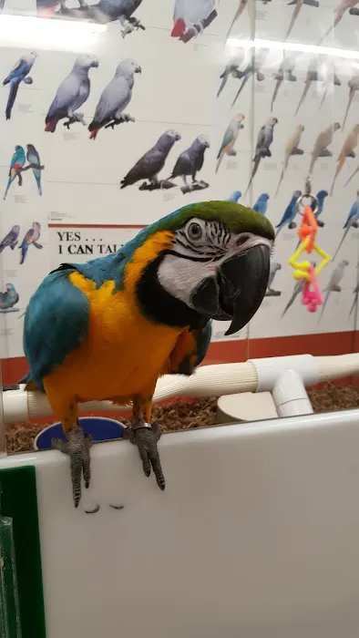 Bird Jungle Picture 5