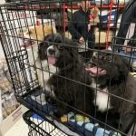Petco