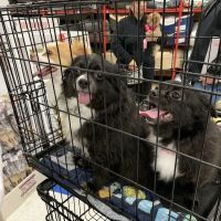 Petco ico