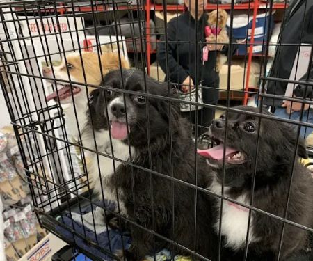 Petco