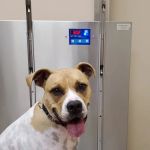 Twins Veterinary Hospital