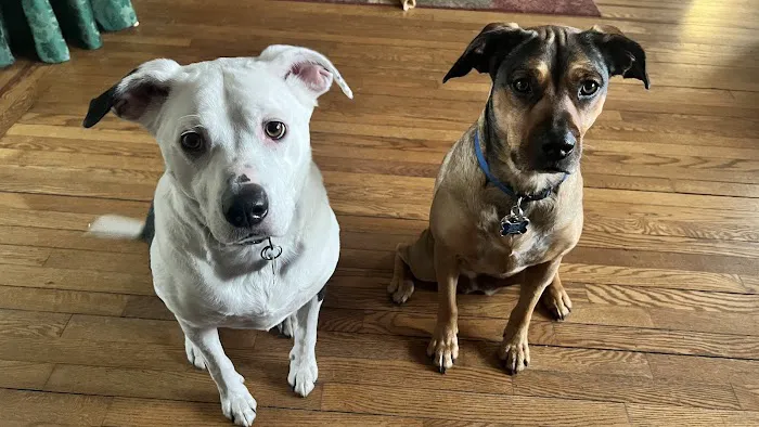 Twins Veterinary Hospital Picture 7
