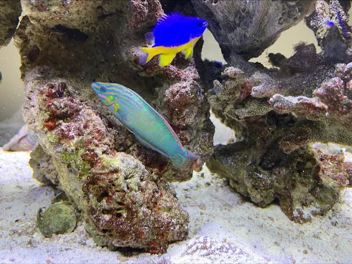 Michael's NYAquatic Picture 6