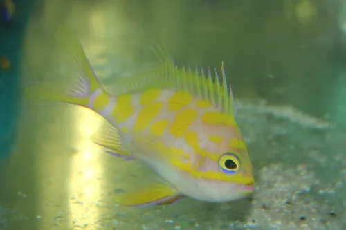 Michael's NYAquatic Picture 10