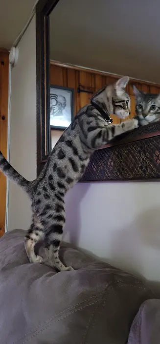 Westchester Puppies & Kittens Picture 10