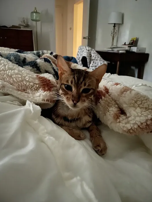 Westchester Puppies & Kittens Picture 5