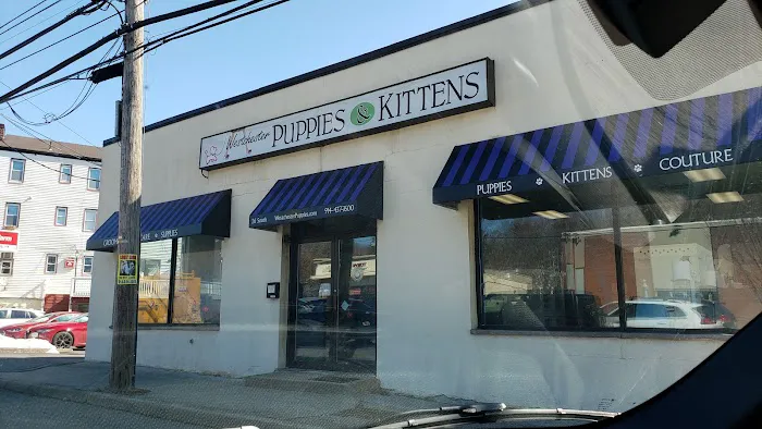 Westchester Puppies & Kittens Picture 3