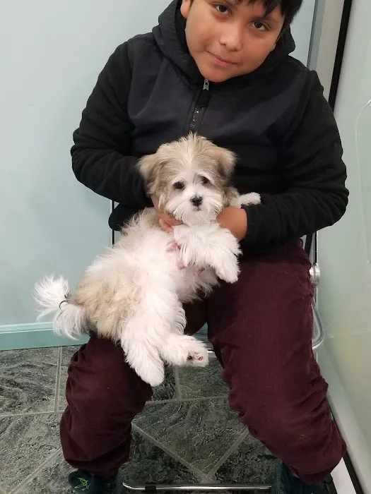 Silver Nickel Puppies at Troys Stay and Play Picture 2