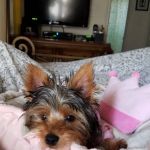 Silver Nickel Puppies at Troys Stay and Play