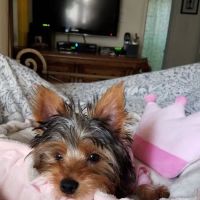 Silver Nickel Puppies at Troys Stay and Play ico