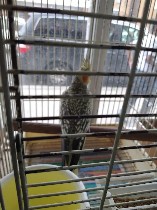 Pete's Bird Garden Picture 3