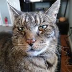 Mid Island Animal Hospital: Mitchell Kornet DVM