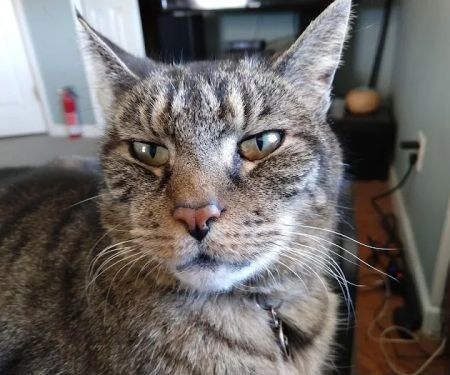 Mid Island Animal Hospital: Mitchell Kornet DVM