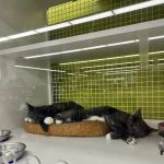 Vetco Total Care Animal Hospital