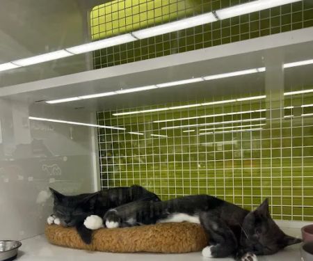 Vetco Total Care Animal Hospital