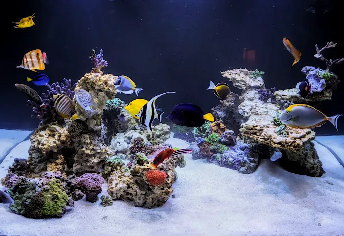 HealTanks Aquarium Services Picture 2
