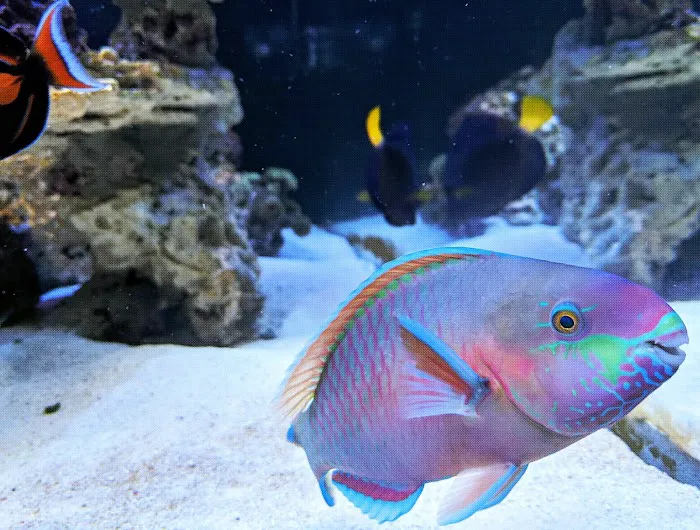 HealTanks Aquarium Services Picture 3