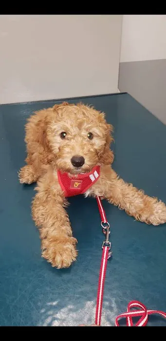 Animal Care Center of Plainview Picture 4