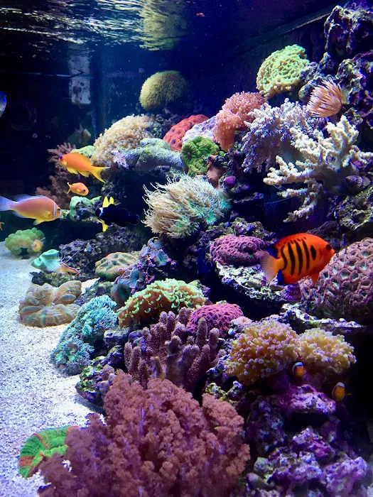 Reef Bar Aquarium Services Picture 6