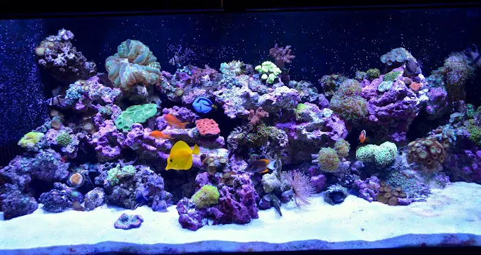 Reef Bar Aquarium Services Picture 1