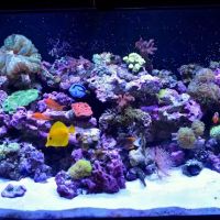 Reef Bar Aquarium Services ico
