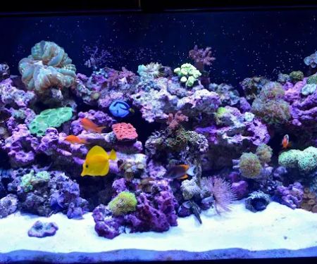 Reef Bar Aquarium Services