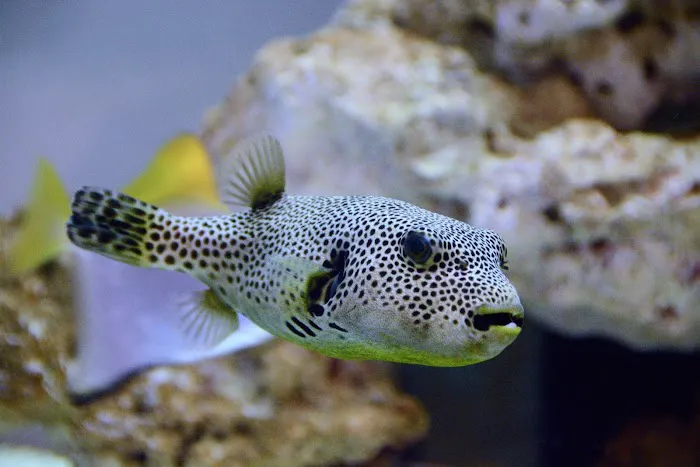Reef Bar Aquarium Services Picture 8