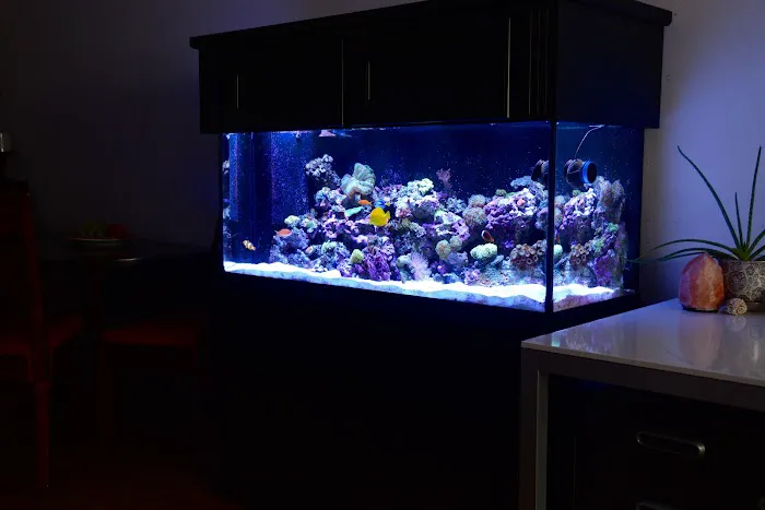 Reef Bar Aquarium Services Picture 3