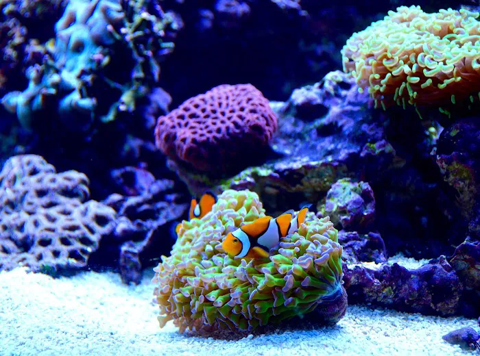 Reef Bar Aquarium Services Picture 7