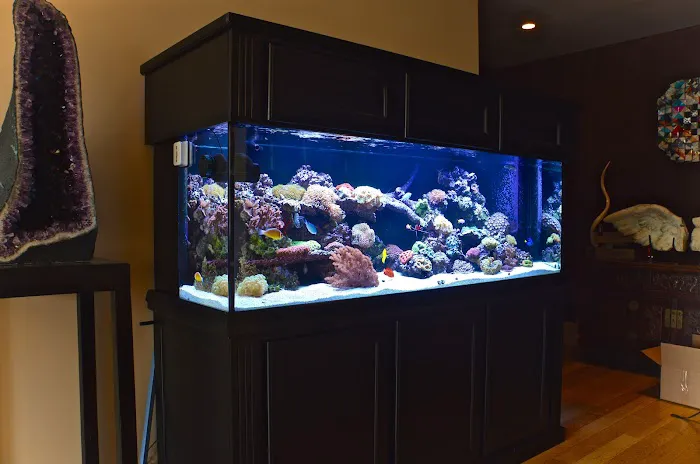 Reef Bar Aquarium Services Picture 5